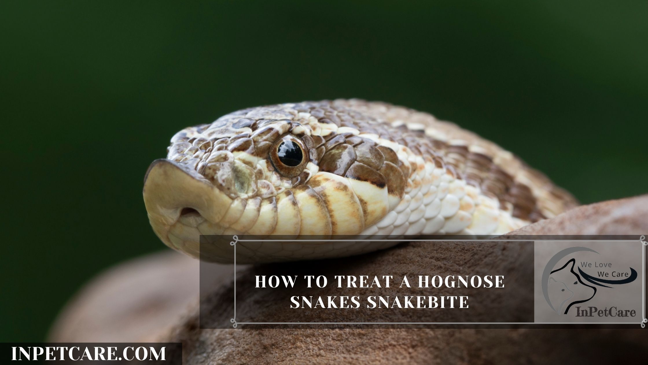 How to treat a Hognose Snakes Snakebite