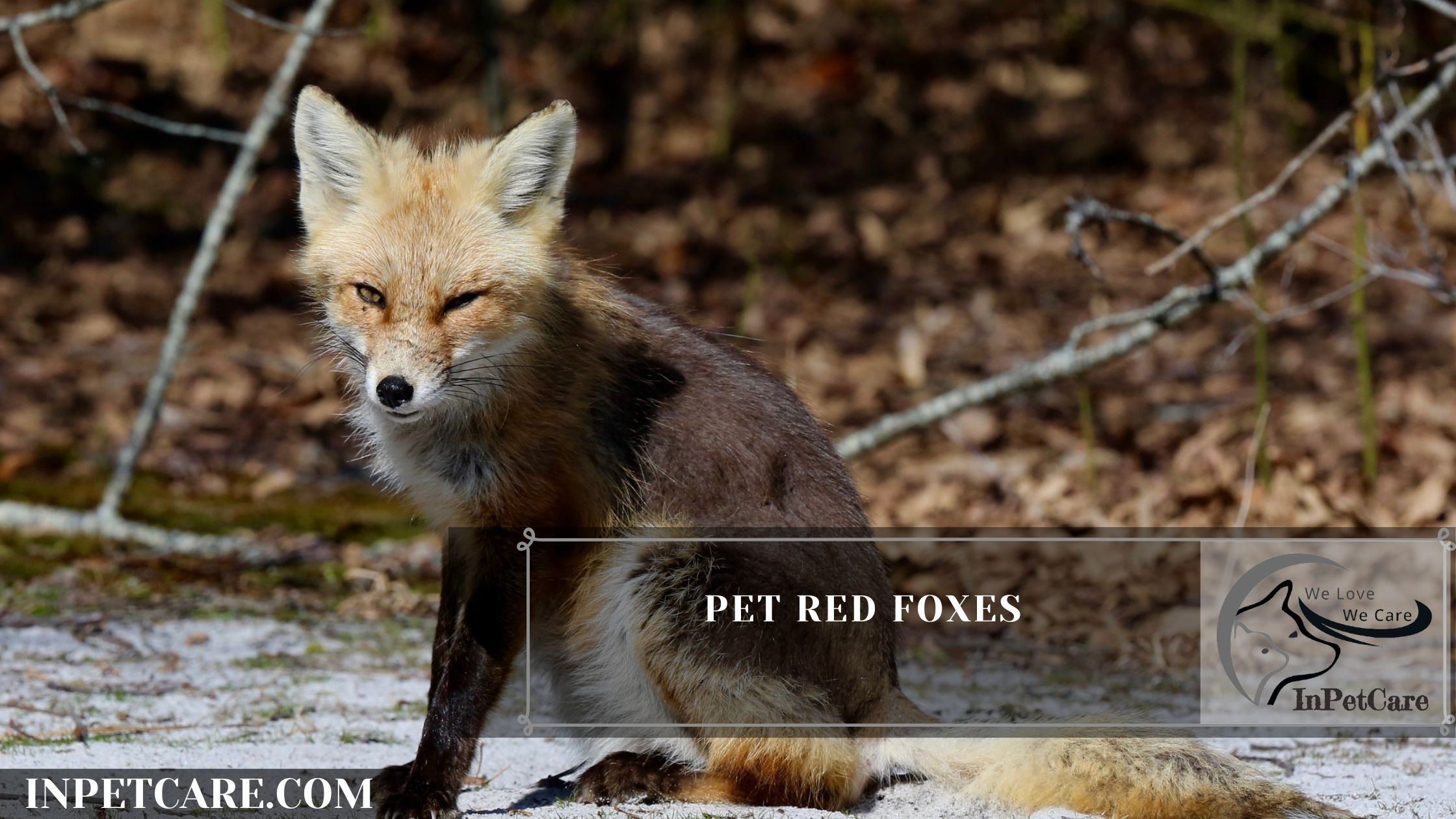 Pet Red Foxes