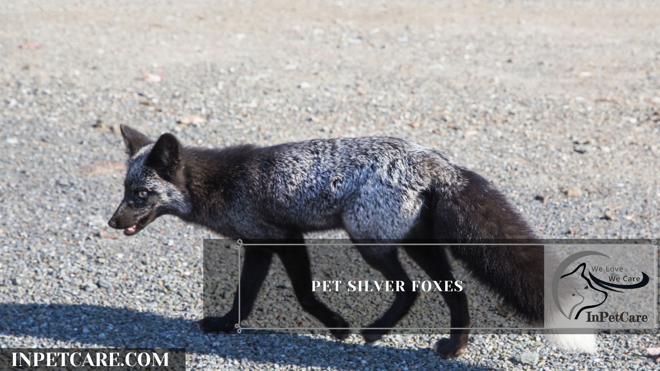 Pet Silver Foxes
