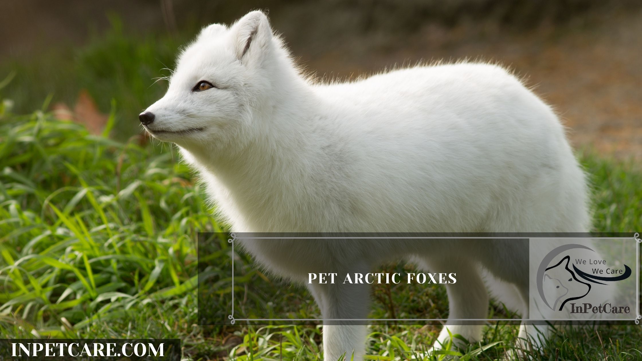 Pet Arctic Foxes