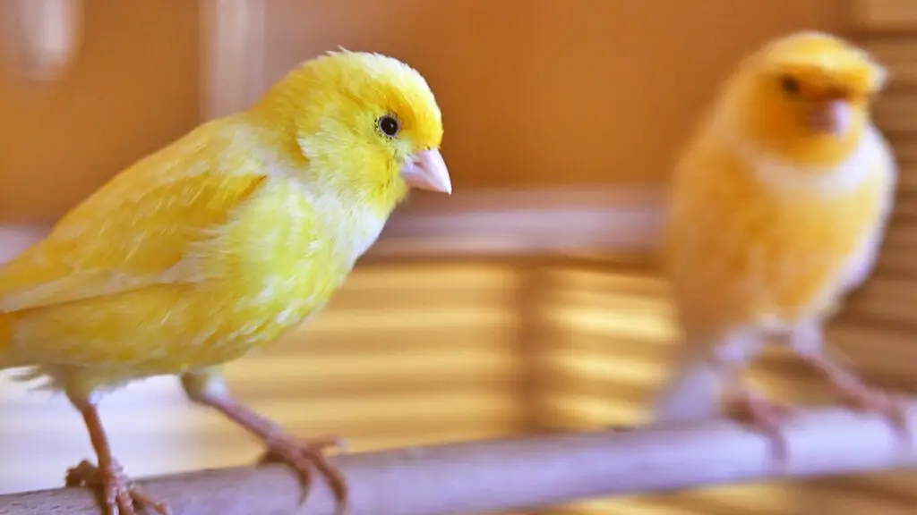 7 Best Pet Birds That Are Quiet - Eye-Catching List