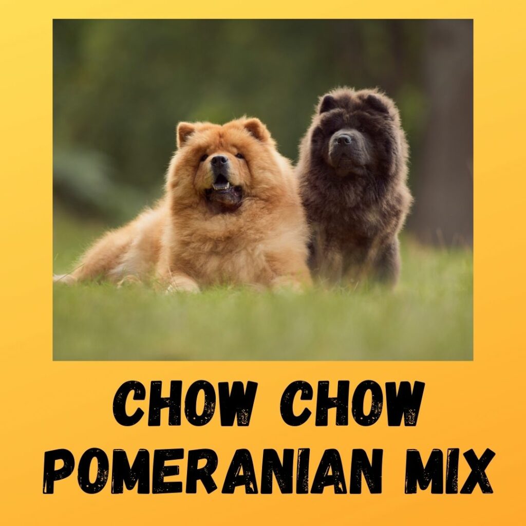 Chow Chow Pomeranian Mix