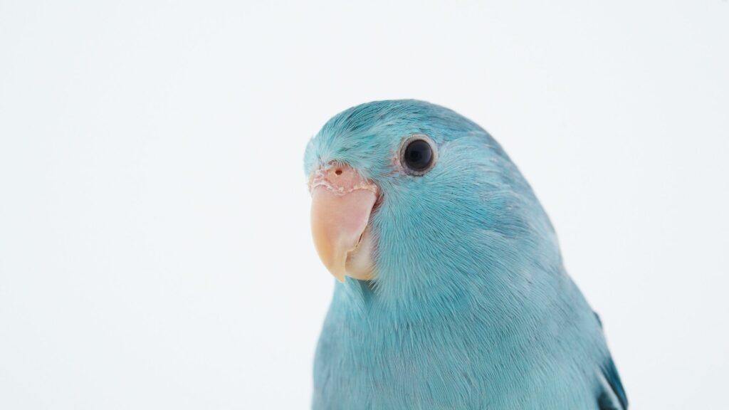 7 Best Pet Birds That Are Quiet - Eye-Catching List