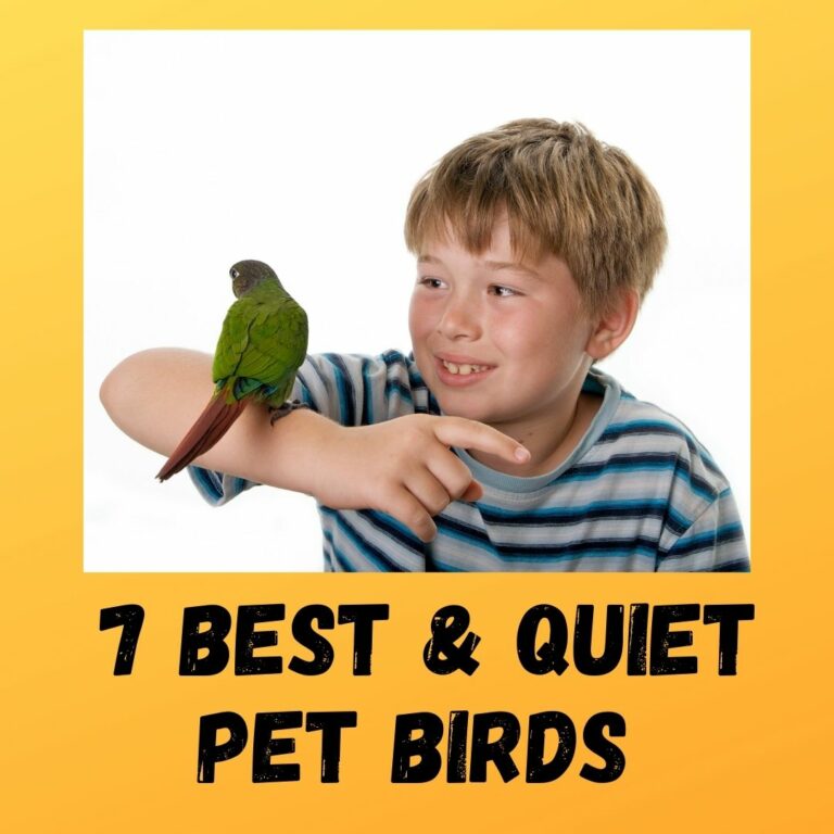 7 Best Pet Birds That Are Quiet EyeCatching List