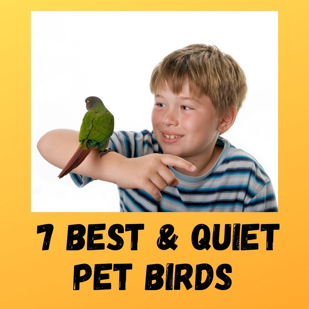 7 Best Pet Birds That Are Quiet - Eye-Catching List