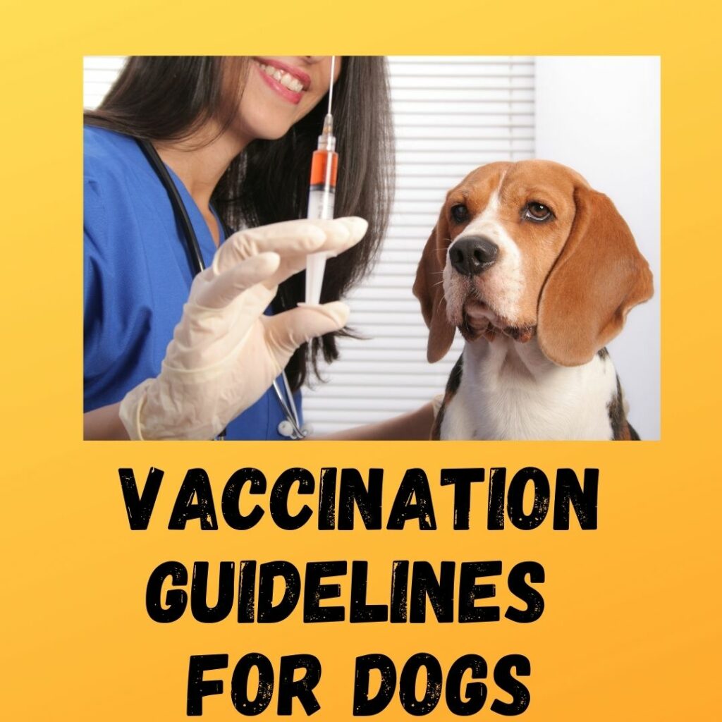 Vaccination Guidelines For Dogs