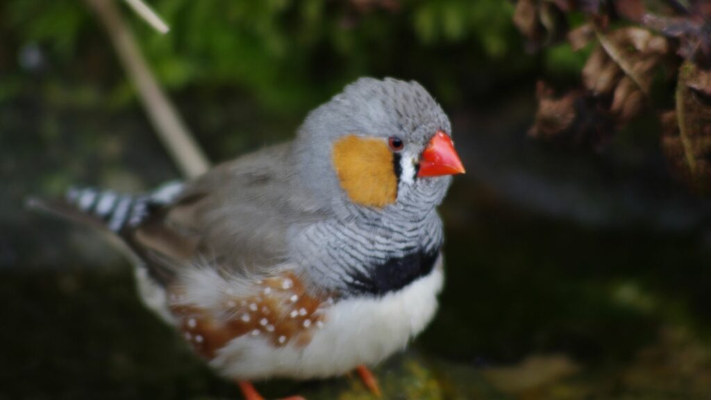 7 Best Pet Birds That Are Quiet - Eye-Catching List