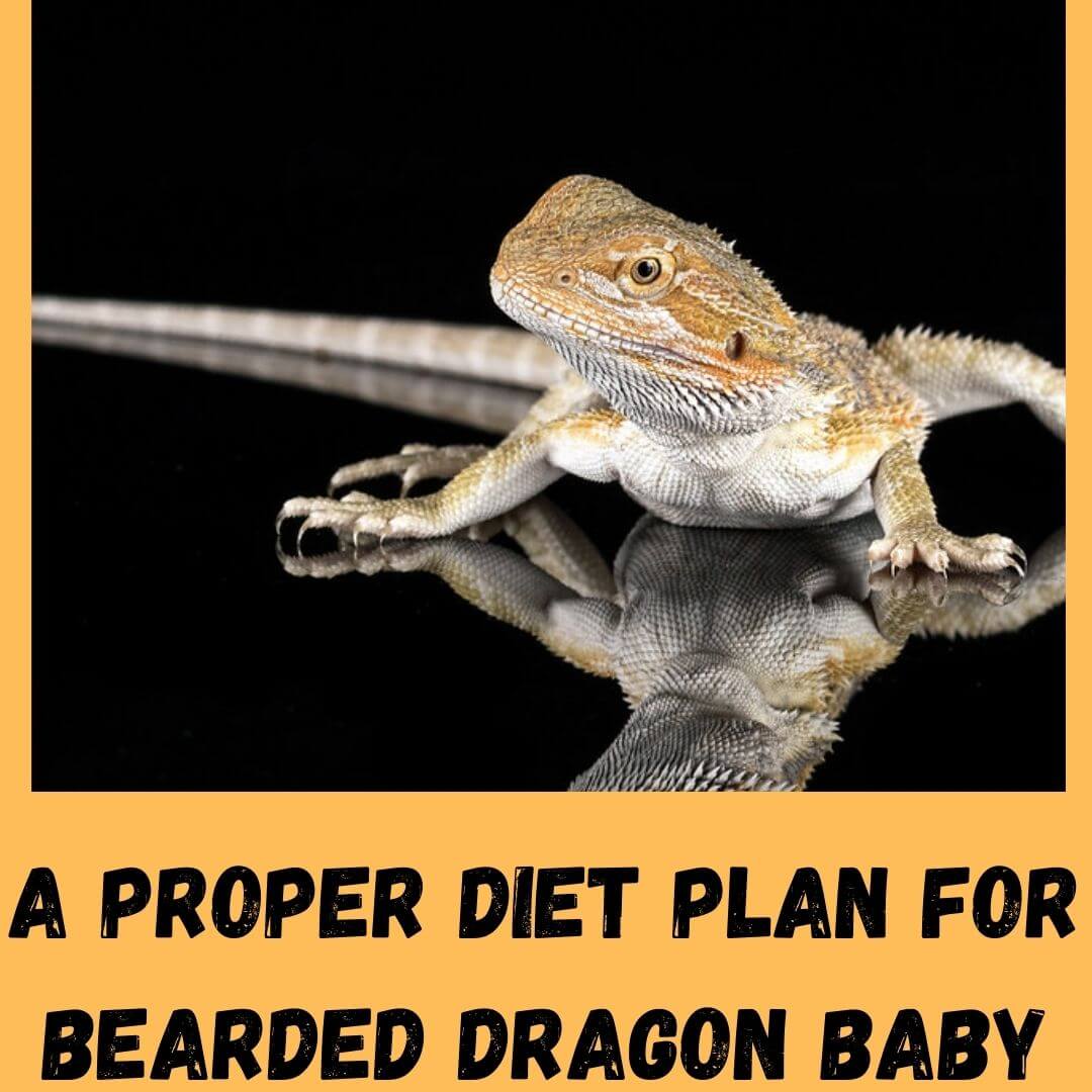 a proper diet plan for bearded dragon baby