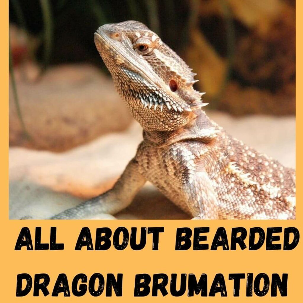 all about bearded dragon brumation