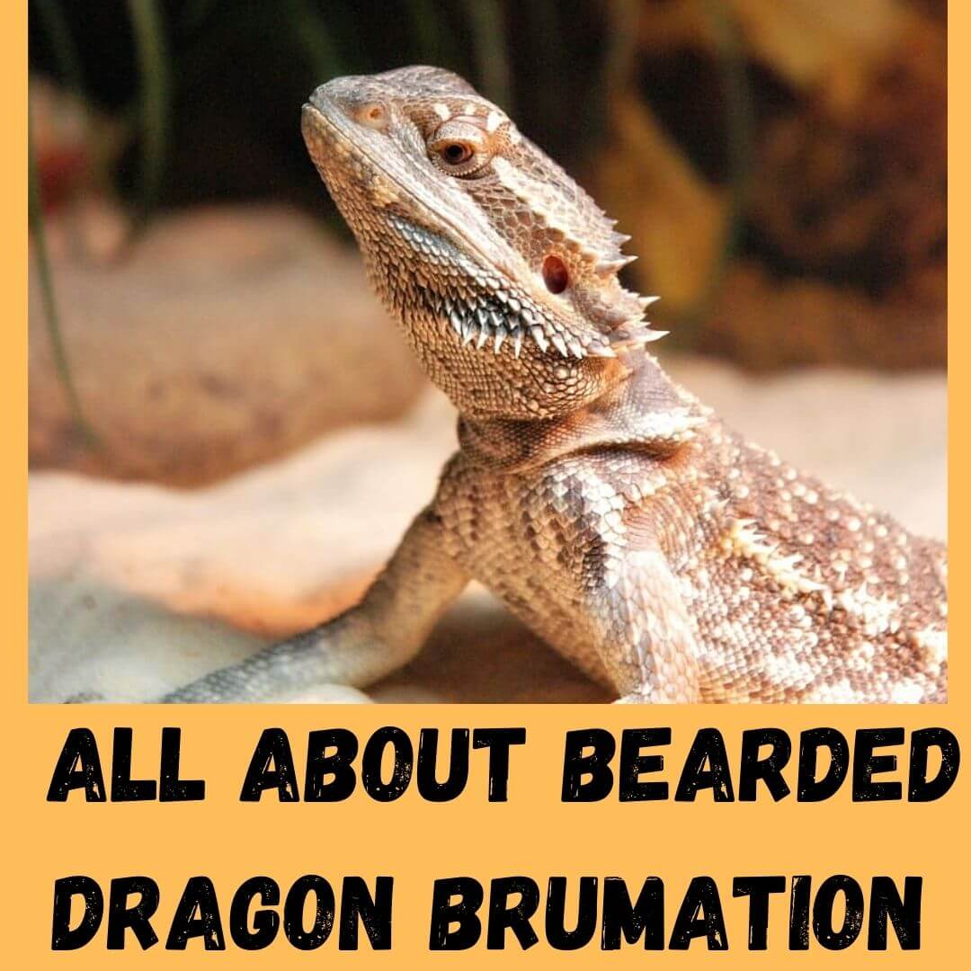 Bearded Dragon Brumation – A Complete Guide (With Photos)