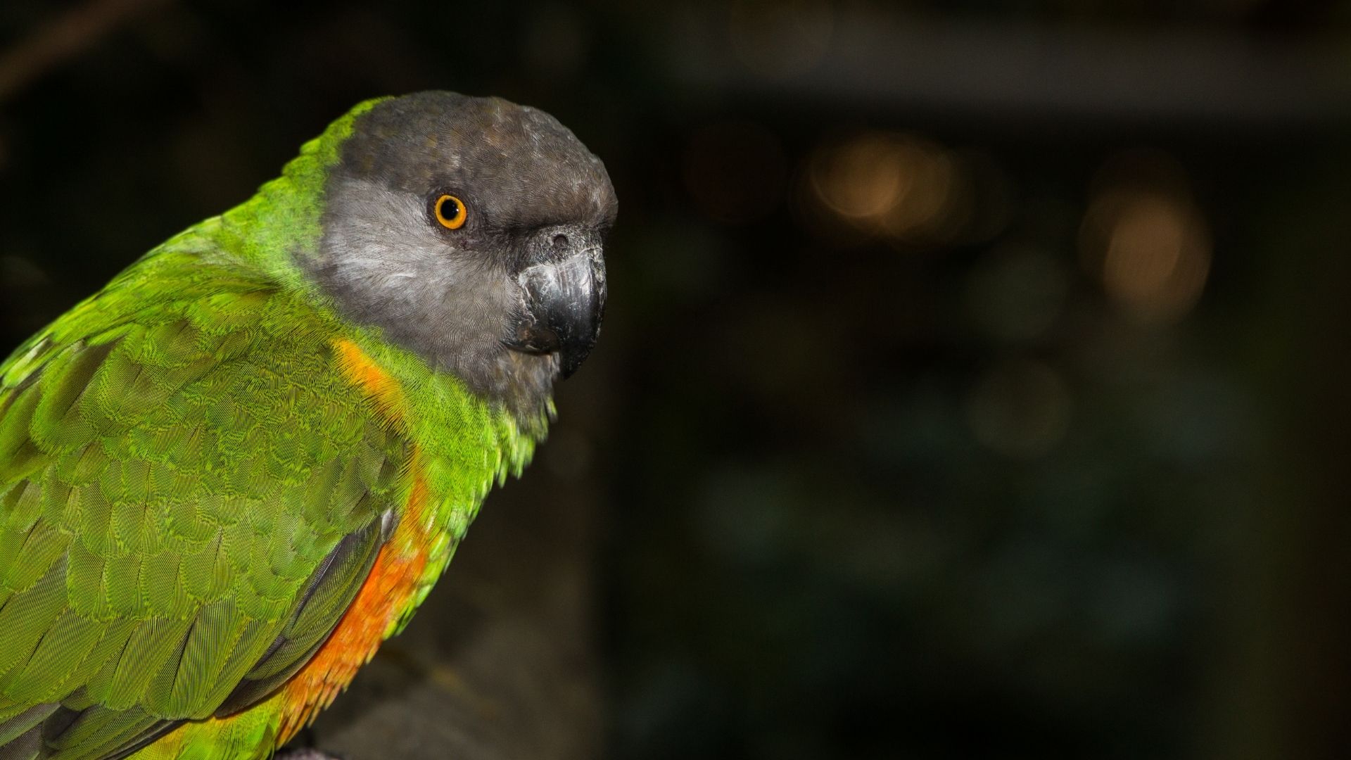 7 Best Pet Birds That Are Quiet EyeCatching List