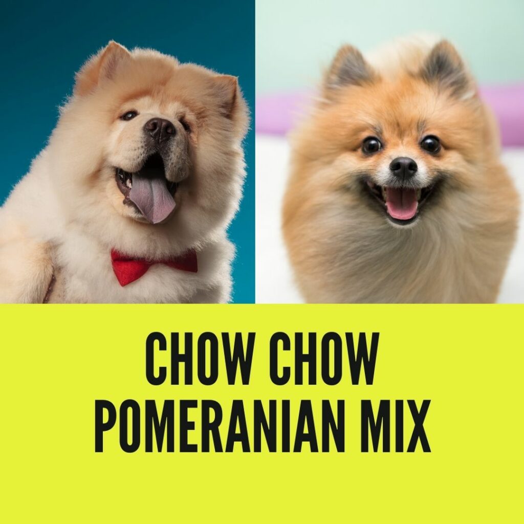 chow chow pomeranian mix