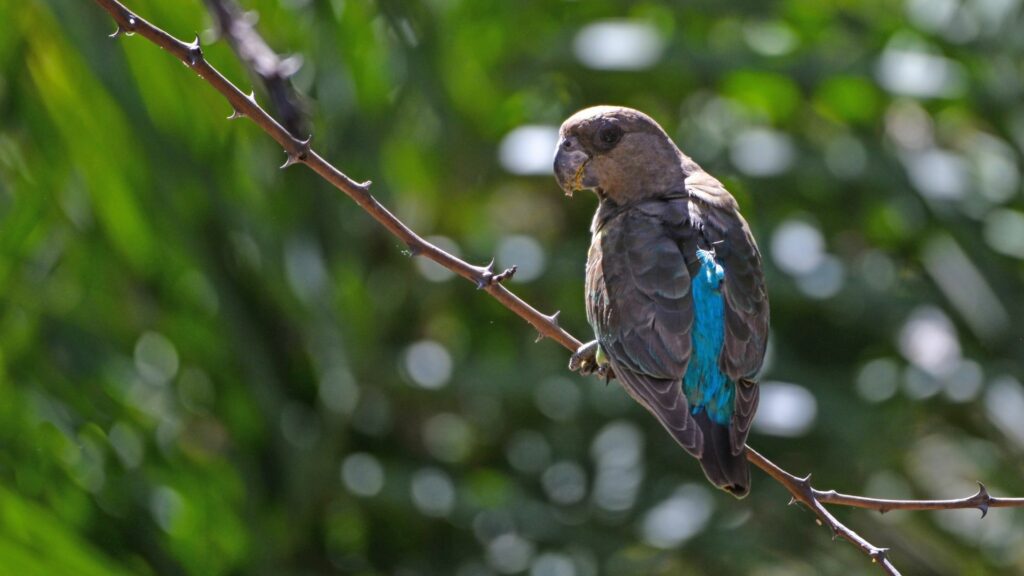 7 Best Pet Birds That Are Quiet - Eye-Catching List