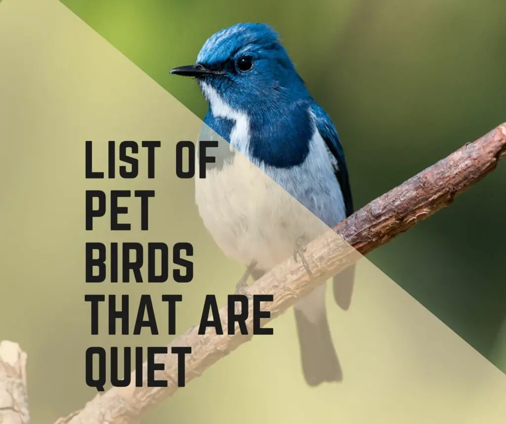 7 Best pet birds that are quiet