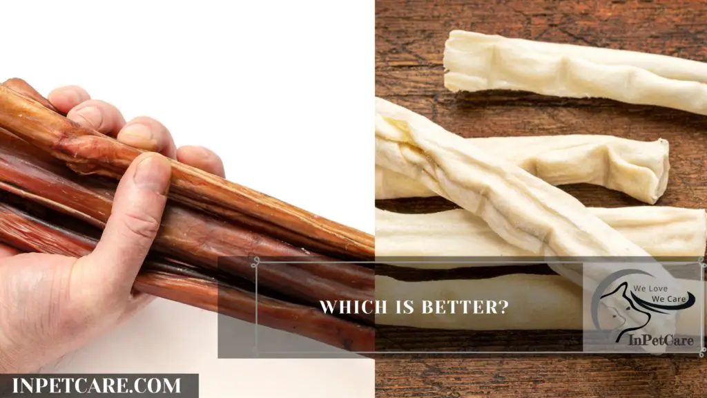 Bully Sticks Vs Rawhide Which Is Better? » InPetCare