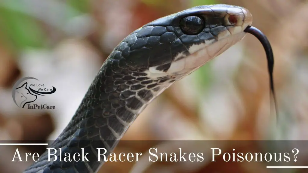 Are Black Racer Snakes Poisonous?