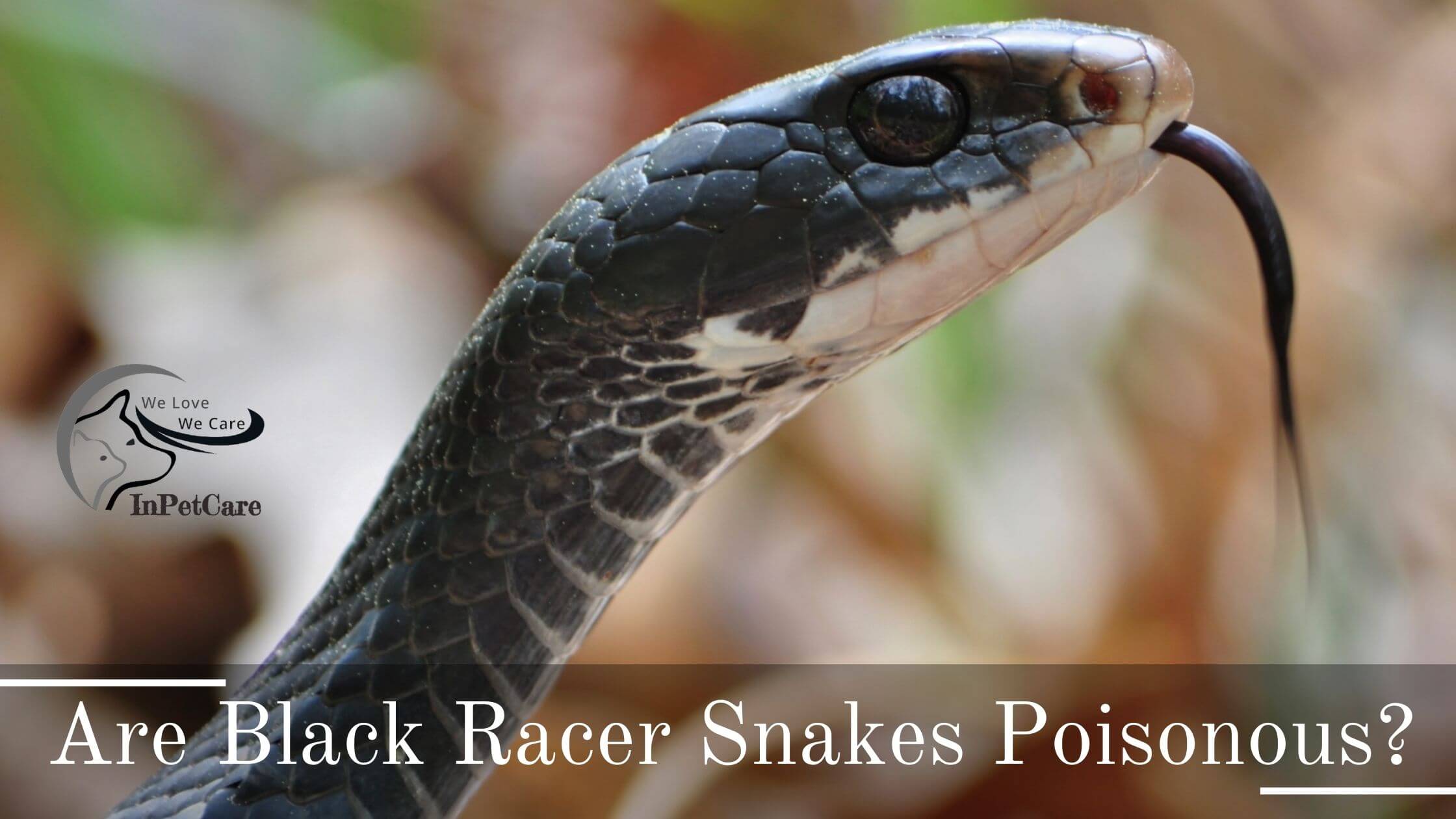 Are Black Racer Snakes Poisonous Inpetcare