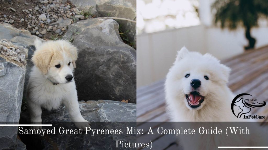 Samoyed Great Pyrenees Mix Pictures
Samoyed Great Pyrenees Mix Photos
Great Pyrenees Samoyed Mix Pictures
Great Pyrenees Samoyed Mix Photos