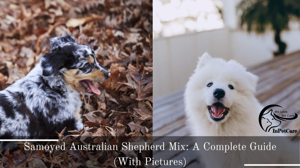 Samoyed Australian Shepherd Mix Pictures, Australian Shepherd Mix Pictures, Australian Shepherd Samoyed Mix Pictures, Australian Shepherd Samoyed Mix Pictures, Australian Shepherd Mix Pictures, Australian Shepherd Mix Pictures, Samoyed Australian Shepherd Mix Pictures, Australian Shepherd Samoyed Mix Pictures, Samoyed Australian Shepherd Mix Photos, Australian Shepherd Mix Photos, Australian Shepherd Samoyed Mix Photos, Australian Shepherd Samoyed Mix Photos, Australian Shepherd Mix Photos, Australian Shepherd Mix Photos, Samoyed Australian Shepherd Mix Photos, Australian Shepherd Samoyed Mix Photos, Samoyed Australian Shepherd Mix For Sale, Australian Shepherd Mix For Sale, Australian Shepherd Samoyed Mix For Sale, Australian Shepherd Samoyed Mix For Sale, Australian Shepherd Mix For Sale, Australian Shepherd Mix For Sale, Samoyed Australian Shepherd Mix For Sale, Australian Shepherd Samoyed Mix For Sale