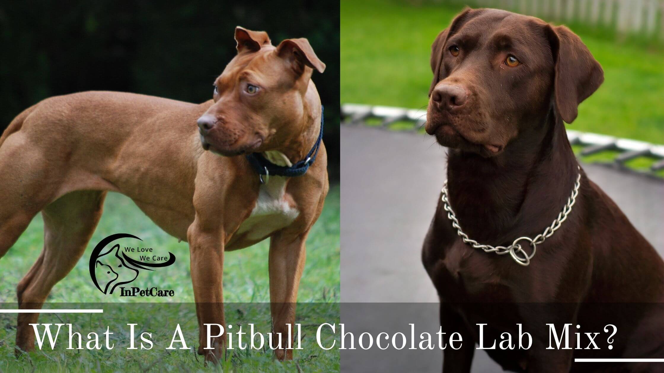 Pitbull Chocolate Lab Mix: All You Need To Know (+Photos)