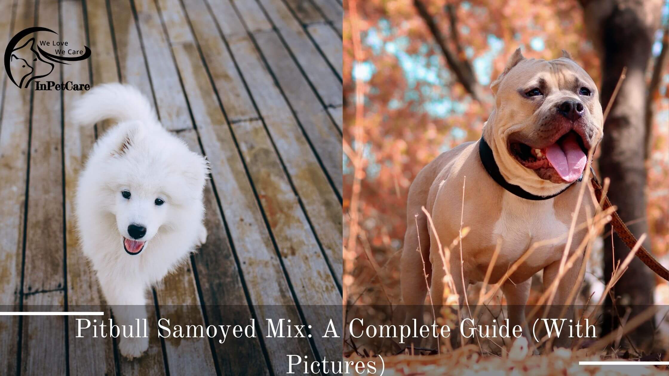 Pitbull Samoyed Mix: A Complete Guide (With Pictures)