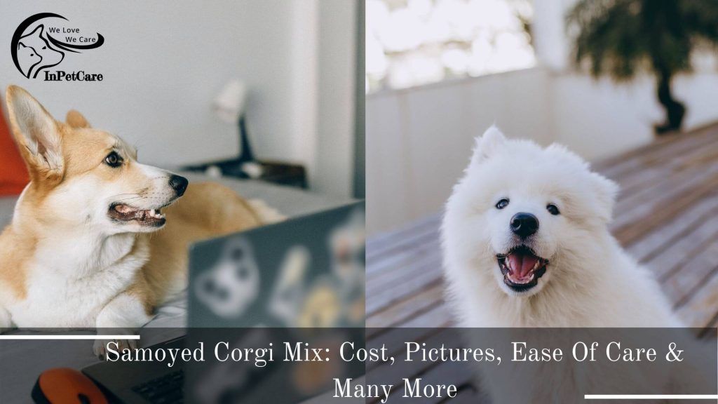 Samoyed Corgi Mix Pictures