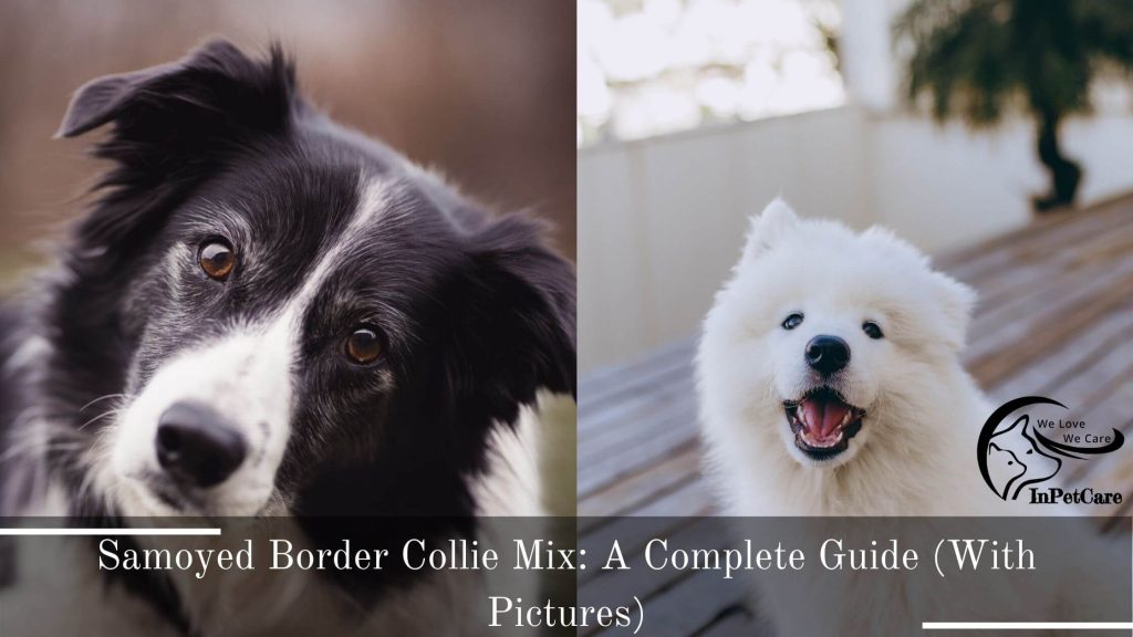 Samoyed Border Collie Mix: A Complete Guide (With Pictures)