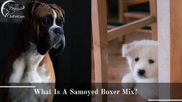 can a boxer and a samoyed be friends