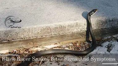 Are Black Racer Snakes Poisonous Inpetcare