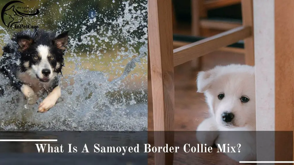 Samoyed Border Collie Mix Pictures
