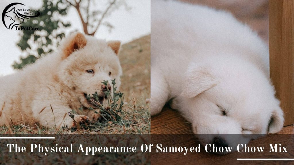 Samoyed Chow Chow Mix