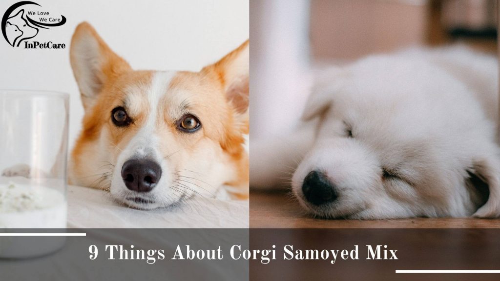 Samoyed Corgi Mix Pictures