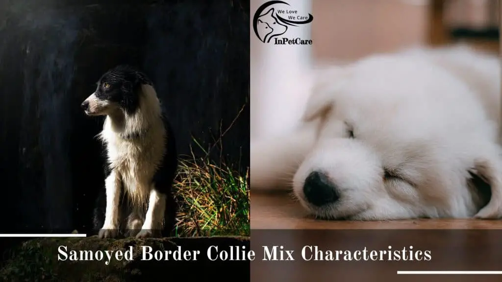 Border Collie Mix Samoyed Mix Photos