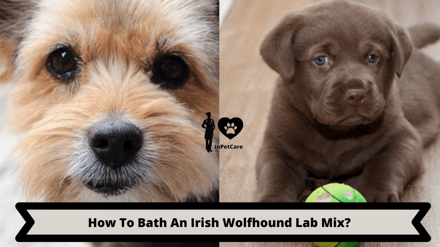 Irish Wolfhound Lab Mix A Complete Guide (With Pictures)