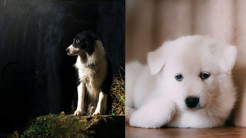 Samoyed Border Collie Mix Pictures