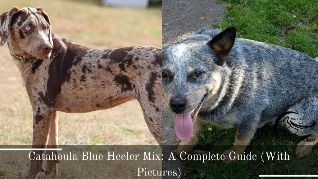 Catahoula Blue Heeler Mix: A Complete Guide (With Pictures)