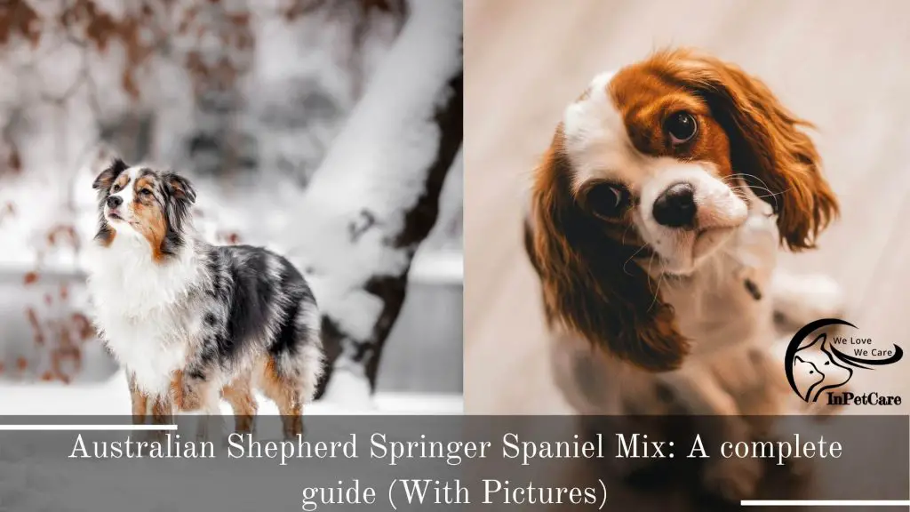 Springer Spaniel Australian Shepherd Mix: A Complete Guide (With Pictures)