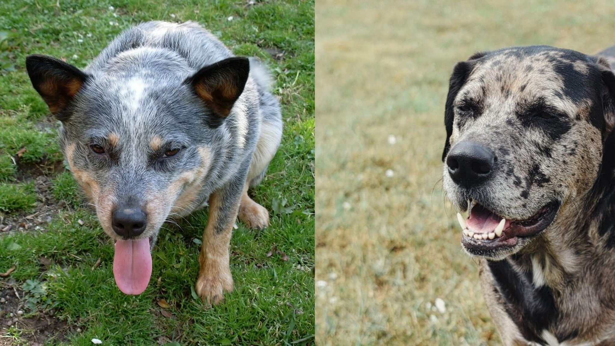Catahoula Blue Heeler Mix A Complete Guide (With Pictures)