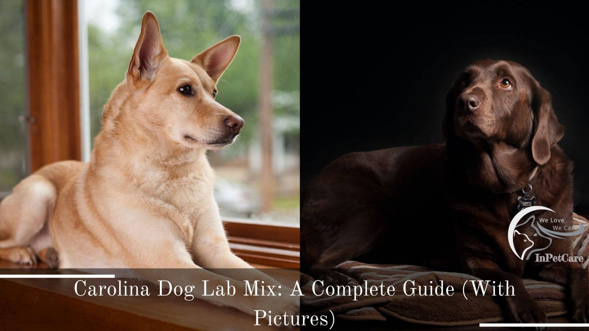 Carolina Dog Lab Mix A Complete Guide (With Pictures)