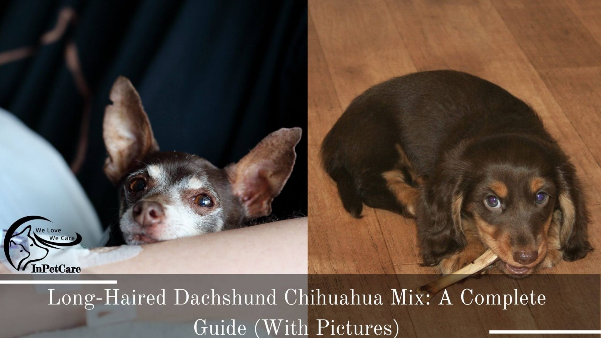 LongHaired Dachshund Chihuahua Mix A Complete Guide (With Pictures)