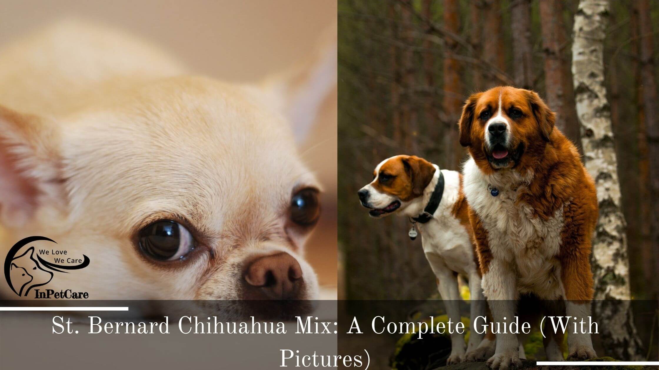 St. Bernard Chihuahua Mix: A Complete Guide (With Pictures)