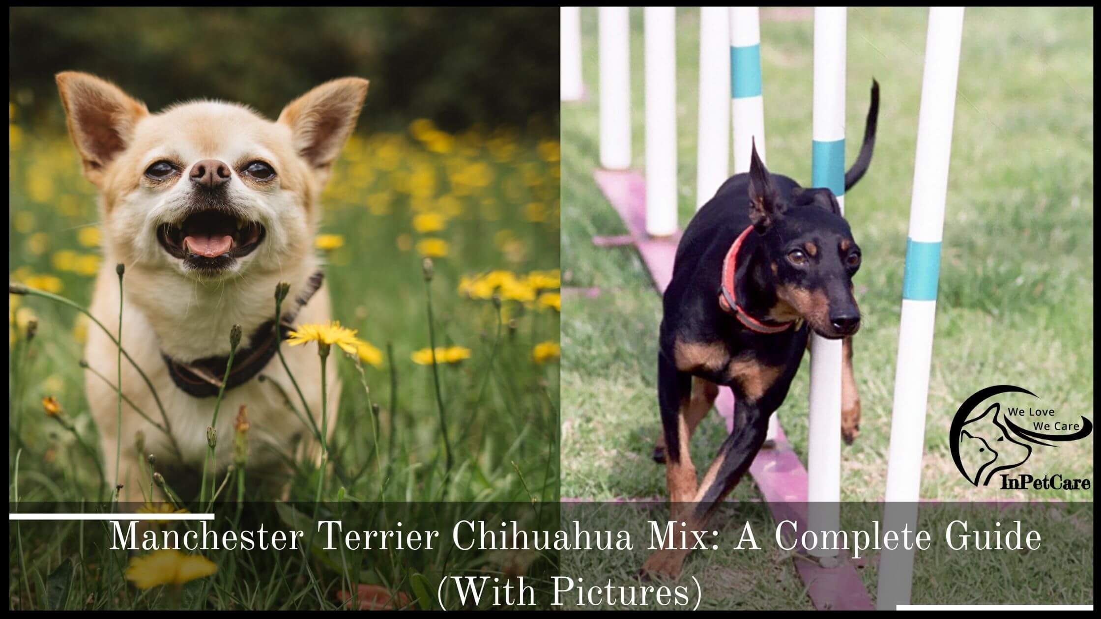 Chihuahua Manchester Terrier Mix: A Complete Guide (With Pictures)