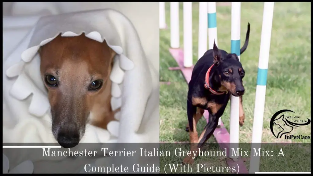 Manchester Terrier Italian Greyhound Mix: A Complete Guide (With Pictures)