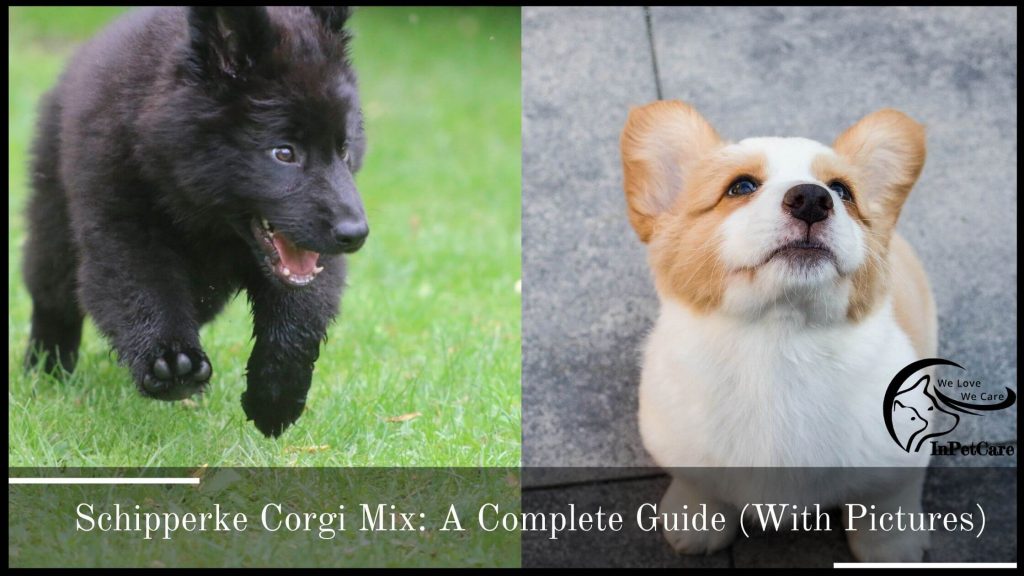 Schipperke Corgi Mix: A Complete Guide (With Pictures)