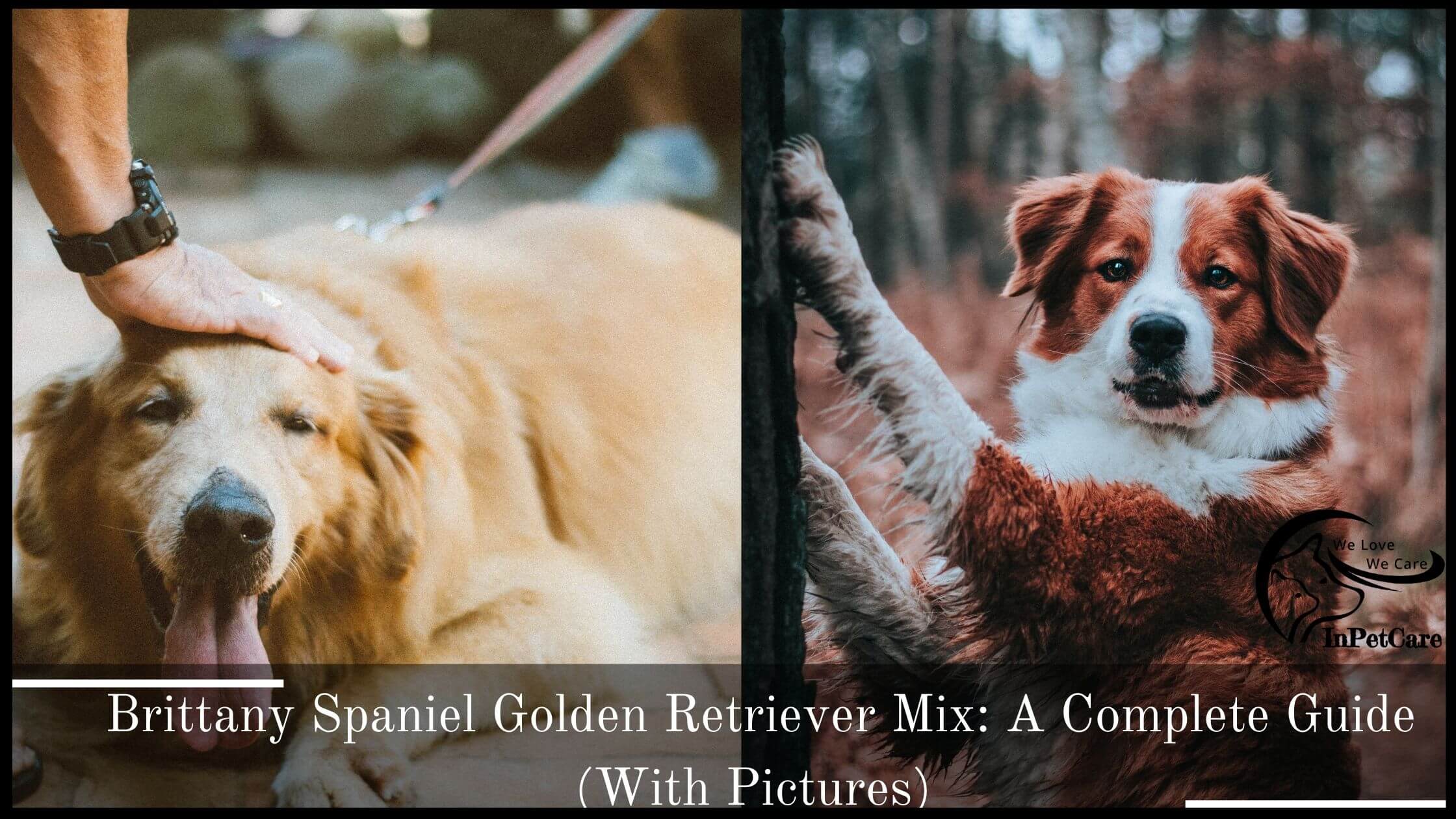 Brittany Spaniel Golden Retriever Mix: A Complete Guide (With Pictures)