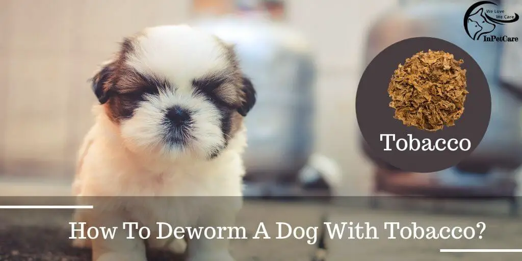 How To Deworm A Dog With Tobacco?