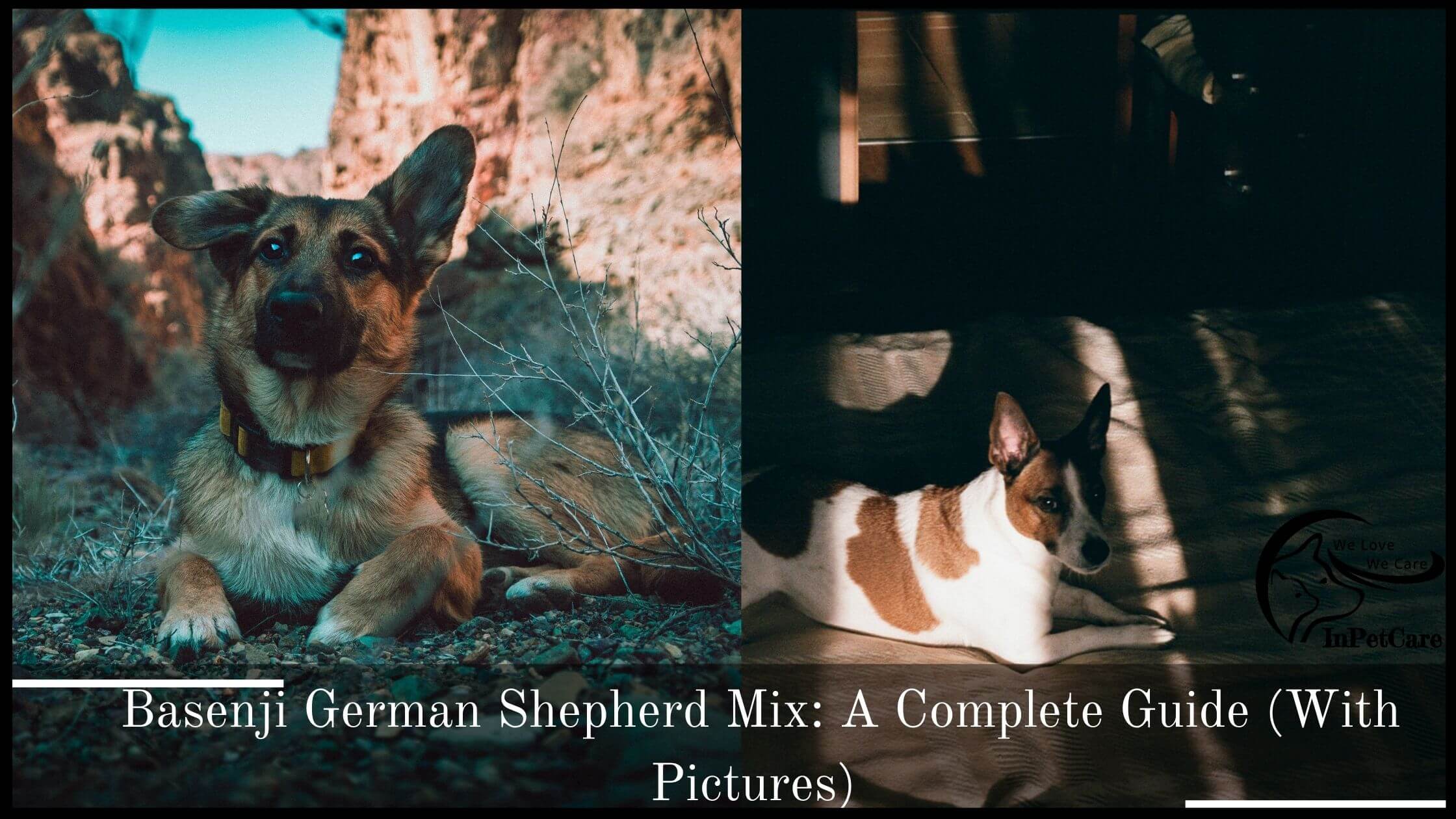 Basenji German Shepherd Mix: A Complete Guide (With Pictures)