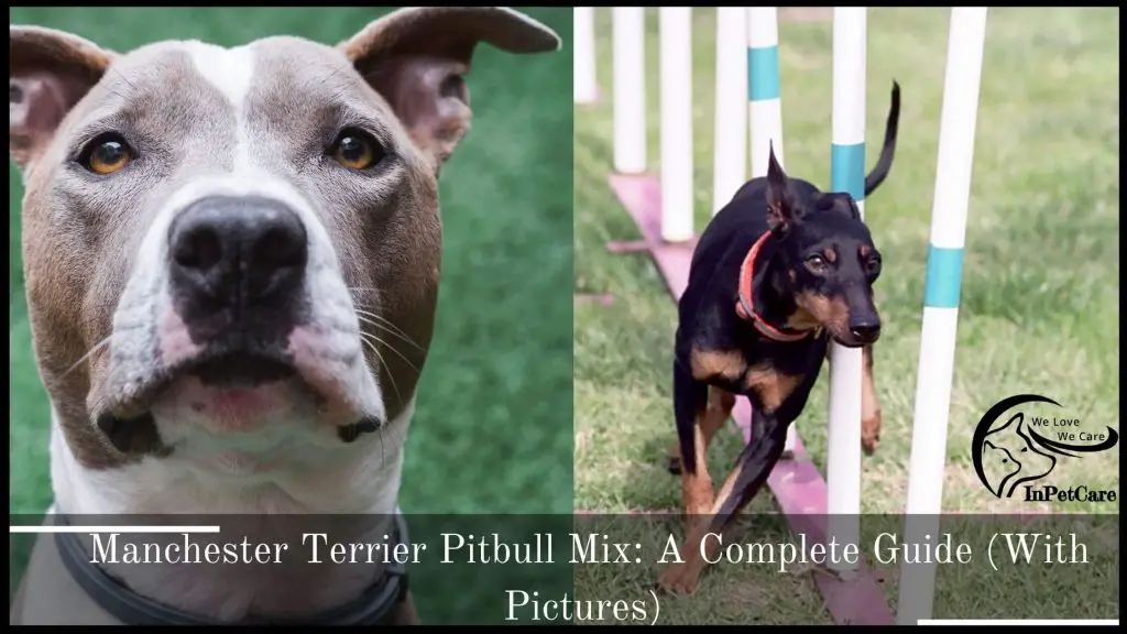 Manchester Terrier Pitbull Mix: A Complete Guide (With Picture)