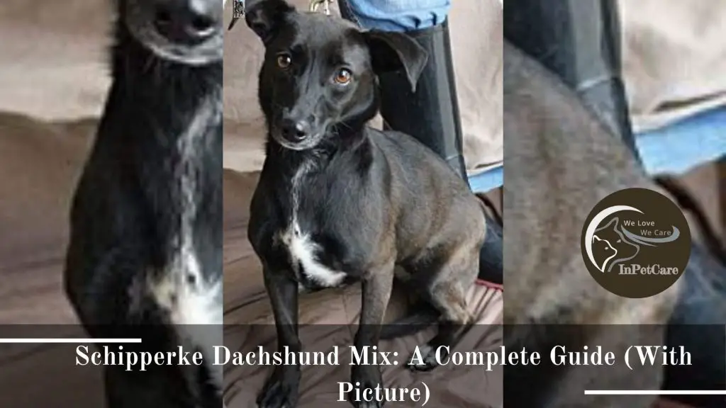 Schipperke Dachshund Mix: A Complete Guide (With Picture)