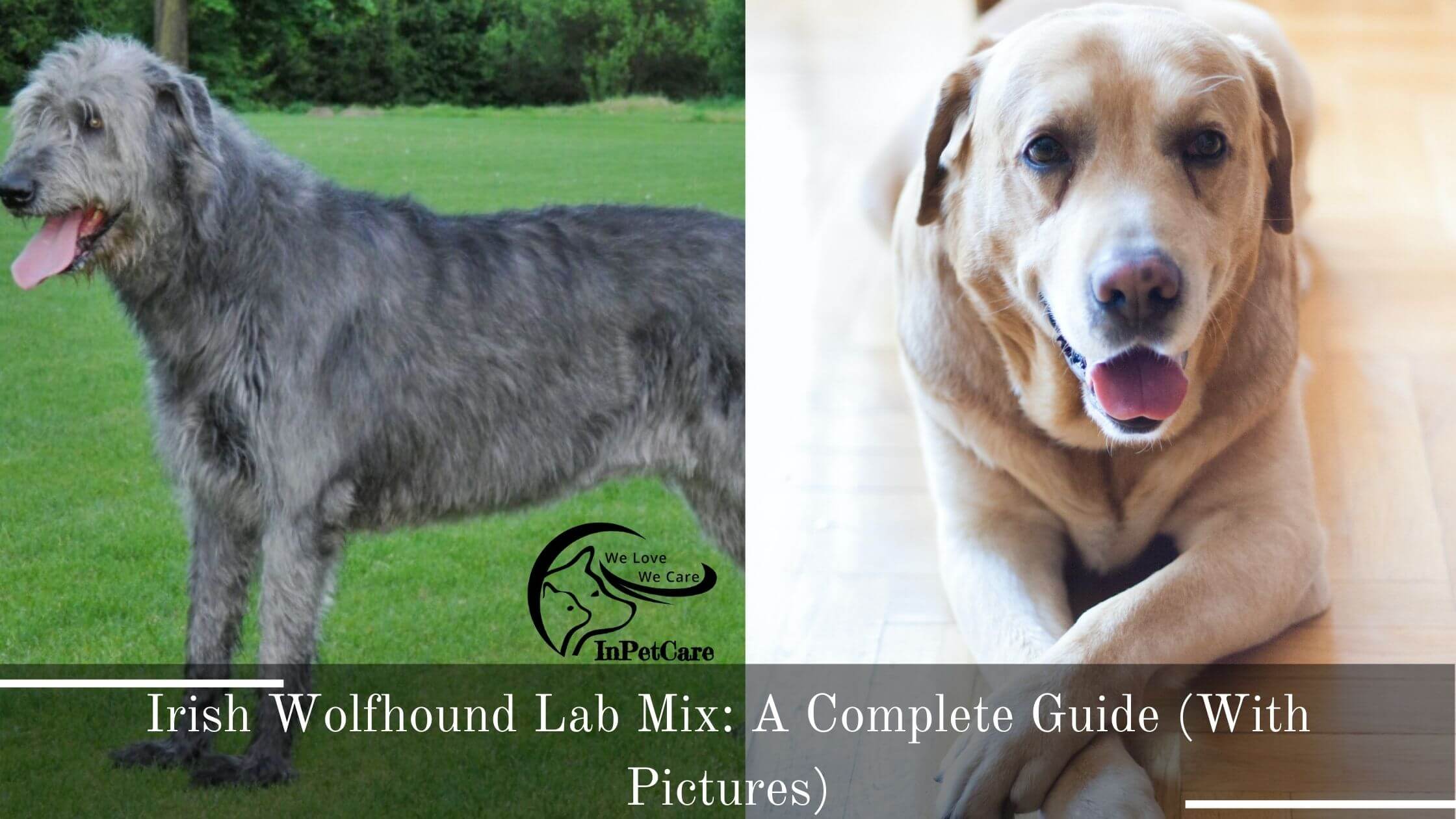 Irish Wolfhound Lab Mix: A Complete Guide (With Pictures)